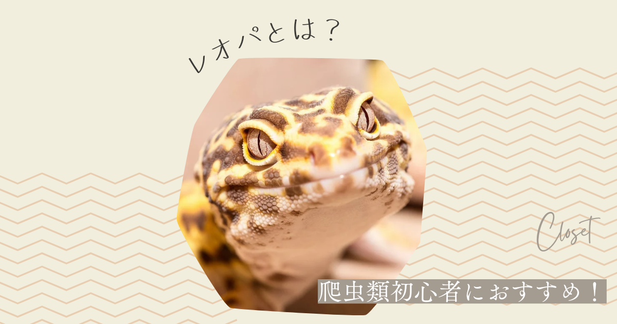 ヒョウモントカゲモドキ 育て方、食べ物、接し方、病気のことがすぐ